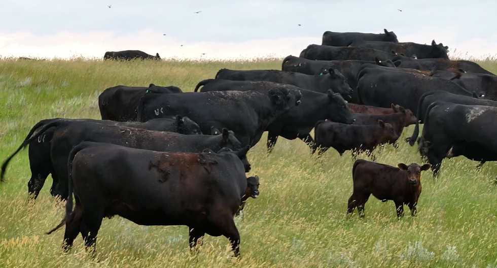HEAVY DEPENDABLE BRED COWS! 1275LBS March calvers- lock in with 20% down for an end of OCT delivery!